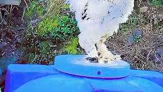 Above the drum