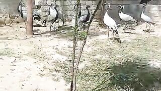 Heron on the ground