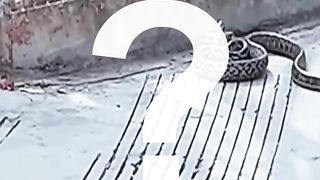 Cat funny video