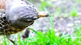 Mother Bird catches earth worms to feed there baby birds