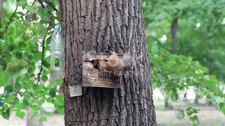 Tree life