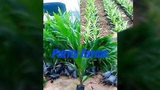PurityFarms