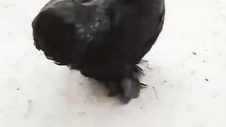 Whi black