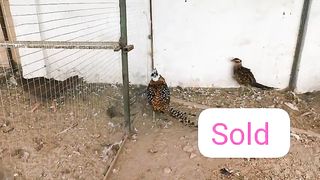 They pheasant