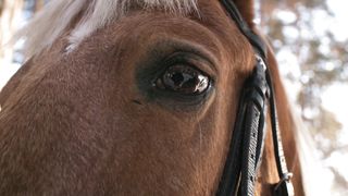 Look at the horse's eyes