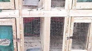 The ready cage