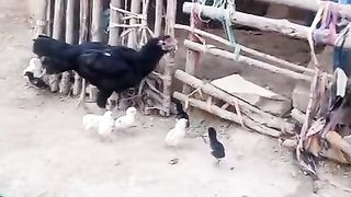 Chicken chicken ll beautiful