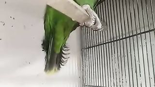 Green beak ll or what