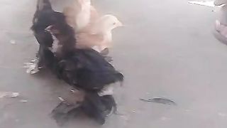 Choozay on the ground