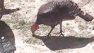 Turkey and hen