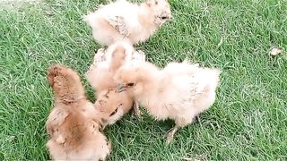 The chicken of chicken
