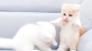 Cute animale