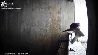 Burung jalak