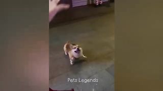 Funny animal video????????