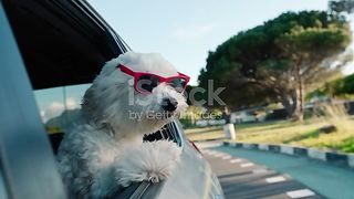 pets video