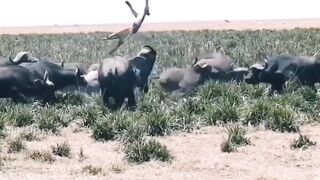 Black Death! Extravagant Lion Was Stabbed In The Stomach By Mad Buffalo With A S.