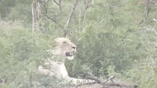 Mother giraffe kicks lion's head hard to save herself, cruel life of wild animals