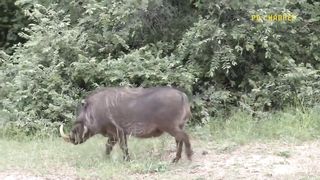 Warthog Battle For Survival! Mother Warthog Fierce Revenge Leopard For Daring To Attack Her Baby