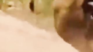 Shocking Moments When Painful Lions Are Attacked And Tortured By Africa's Deadliest Preys