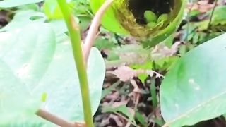 The smallest nest where the Birds were born