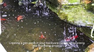 Creating a Backyard Fish Pond A Step-by-Step Guide