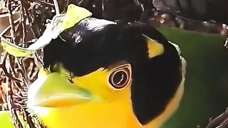 The young couple of long tailed broadbills are busy building a love nest