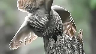 Great owl love