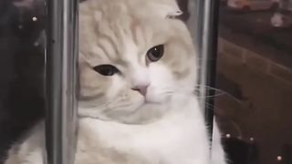 cat animals