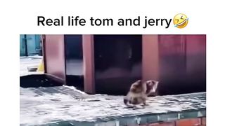 Internet best funny viral video #part1