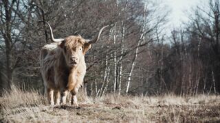 Vaches highland, Vaches, Bovins