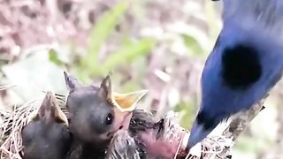 The black-naped monarch or black-naped blue flycatcher (Hypothymis azurea) is a slim and agile passerine bird belonging to the family of monarch
