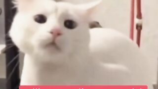 comide cat animals