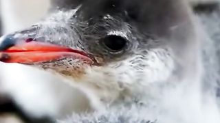 The penguin is a flightless bird