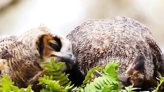 Owl feeding it's baby