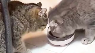 Let's Share Brotherly