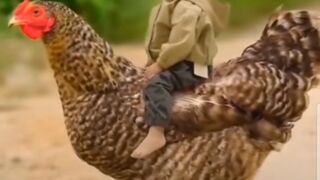 "Unstoppable Laughter: Fearless Kid Riding a Hilarious Rooster!"