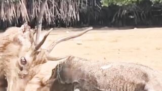 Animals fighting #sadshort
