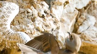 #amazinganimalsworld #wildlifeoftiktok #fyp #animalswildlife