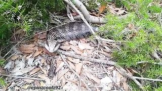 Reptil apa ini