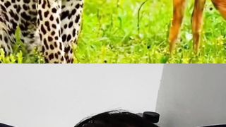 Wildanimal the strongest