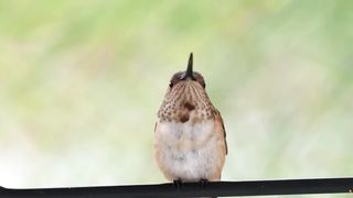 Charming #hummingbirds are nature's most beautiful creatures