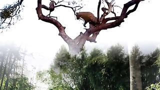 Tiger Attack