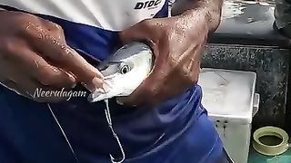 Big King Fish Caught Using Live Rainbow Runner Fish | Weighty King Fish Caught Using Live Rainbow Runner Fish | By NeerulagamFacebook