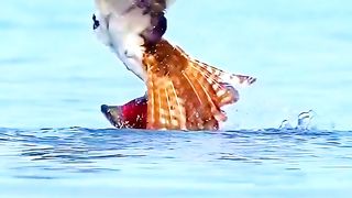 Eagle Attack