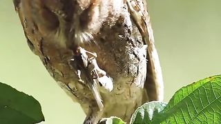 Amazing birds in The World