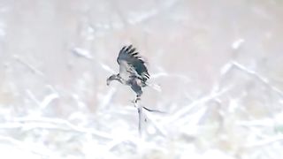 Hunting never seen before