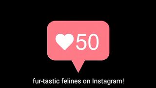 10 Instagram Cats Who Rule the Internet!" ????????