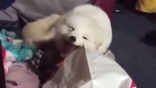 funny cat video