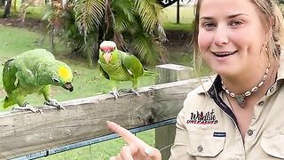 5 train parrots
