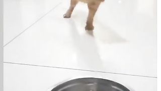 Funny Cats